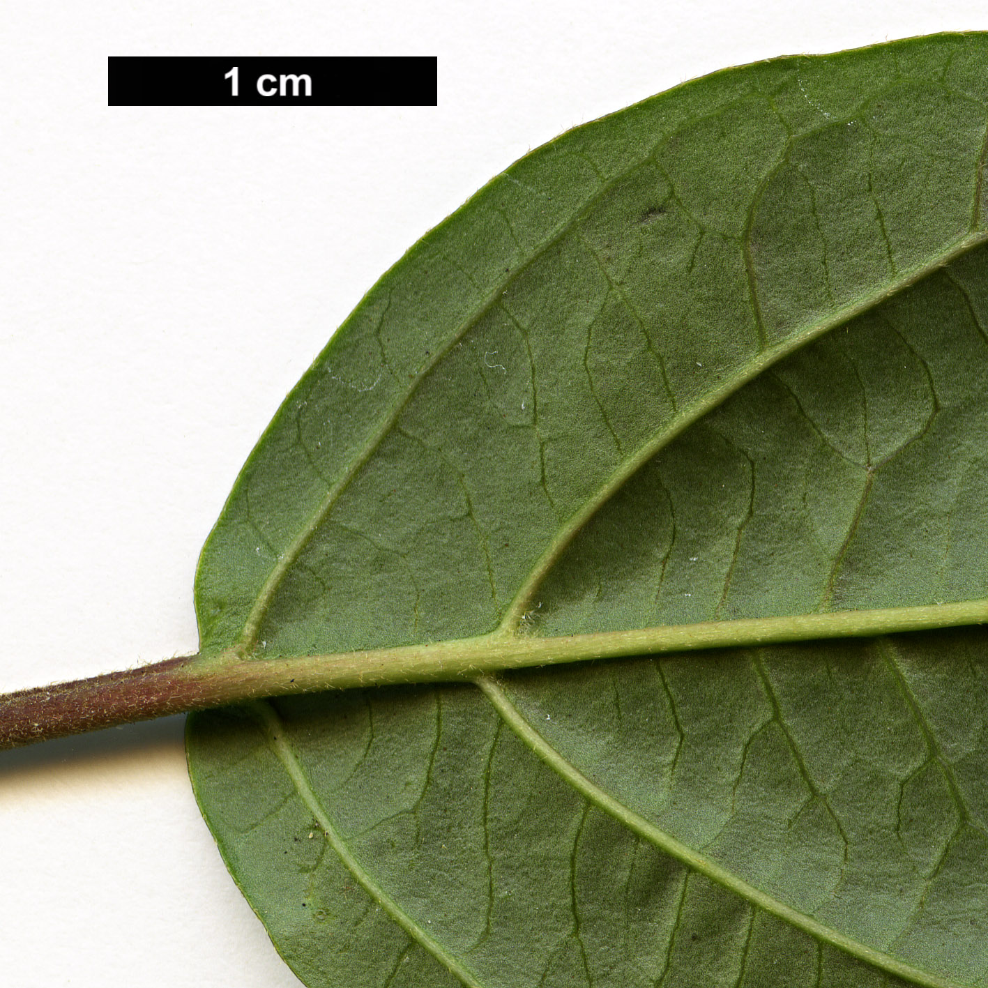 High resolution image: Family: Adoxaceae - Genus: Viburnum - Taxon: fansipanense